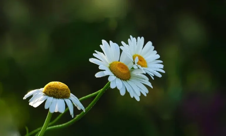 Неделя с летни температури и следобедни превалявания - Tribune.bg