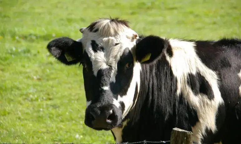 След 10 дни в камион: Разтоварват кравите на ГКПП Капъкуле - Tribune.bg