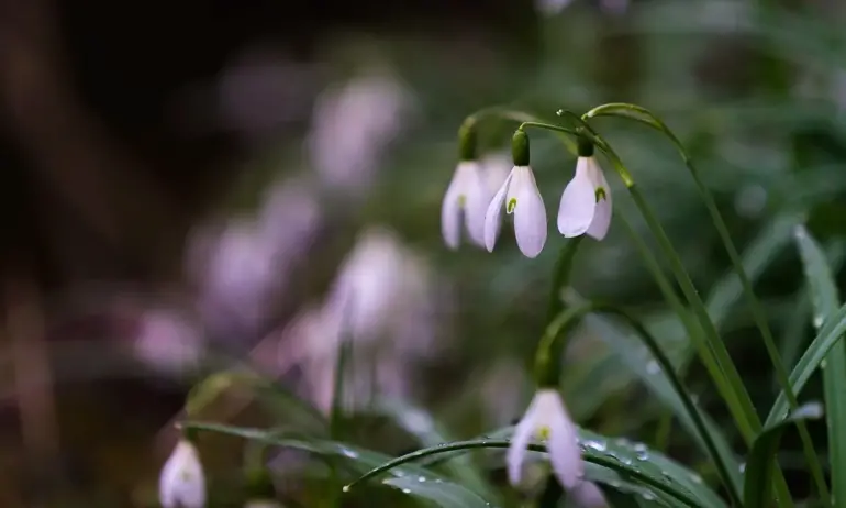8 март с дамски каприз - ветровит и хладен - Tribune.bg