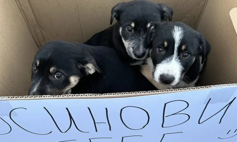 Стотици гневни хора се стекоха на шествието Справедливост за Мая, жестоко прегазана от д-р Ненад Цоневски - (СНИМКИ/ВИДЕО) - Tribune.bg