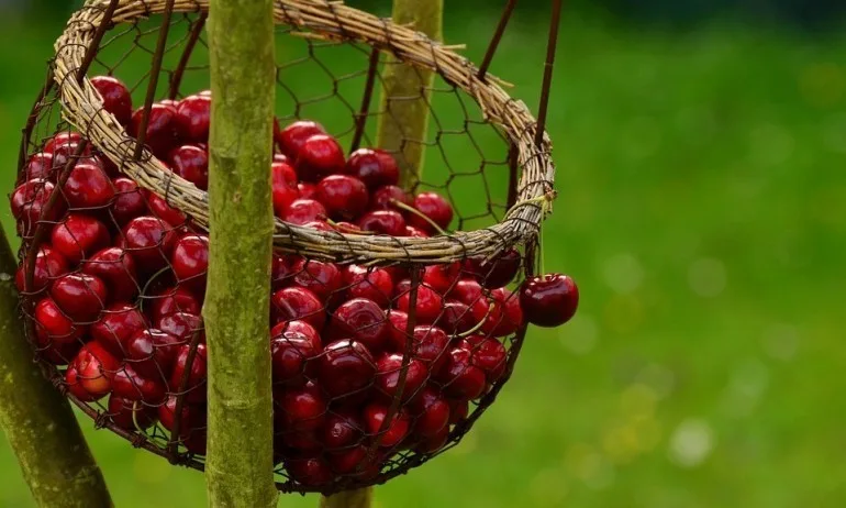Черешова задушница е - Tribune.bg