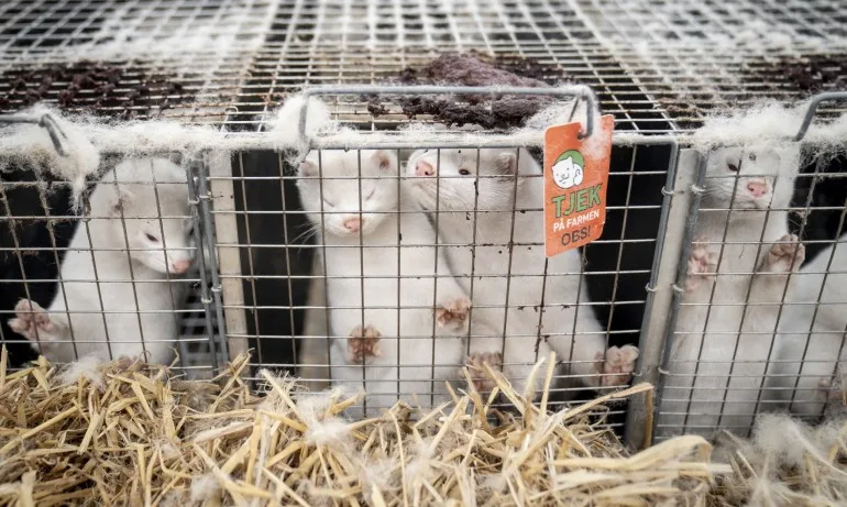 Огнища с мутация на COVID-19 във ферми за норки в 6 страни - Tribune.bg