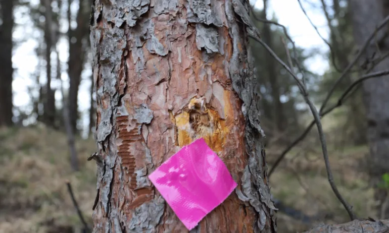 ПП и ДБ ще скочат на организаторите на атентата, когато футболистите на Лудогорец – на Домусчиев - Tribune.bg