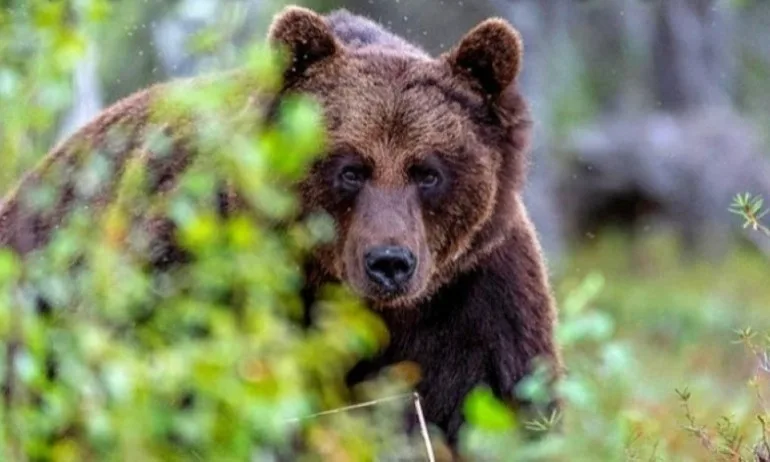 Румъния с европроект за 11 млн., ще брои популацията на мечките - Tribune.bg