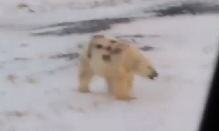Клип скандализира: Изписаха името на танк на гърба на полярна мечка (ВИДЕО) - Tribune.bg