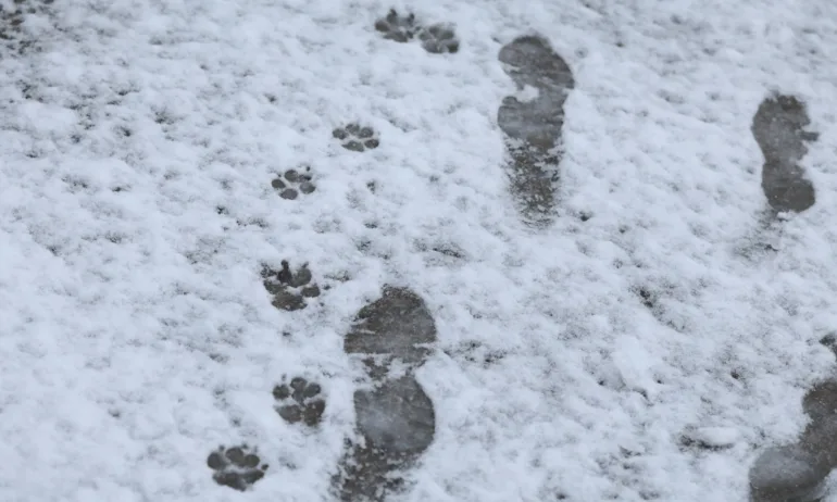 Натрупа вторият сняг - Tribune.bg