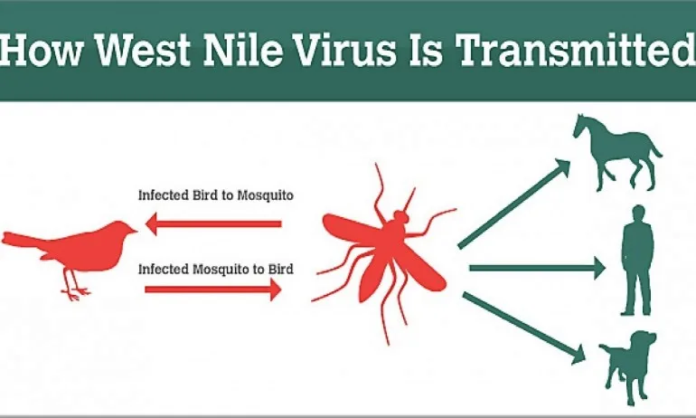 Опасност от западнонилска треска в Бургас - Tribune.bg