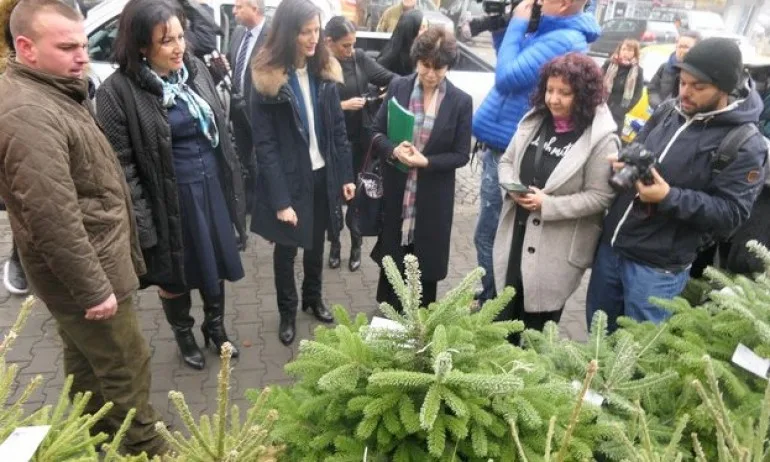 Посади надежда: Помагат на 7 двойки за бебе със средства от живи елхички - Tribune.bg