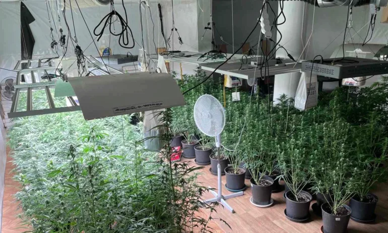 Два софийски апартамента се оказаха наркооранжерии - Tribune.bg