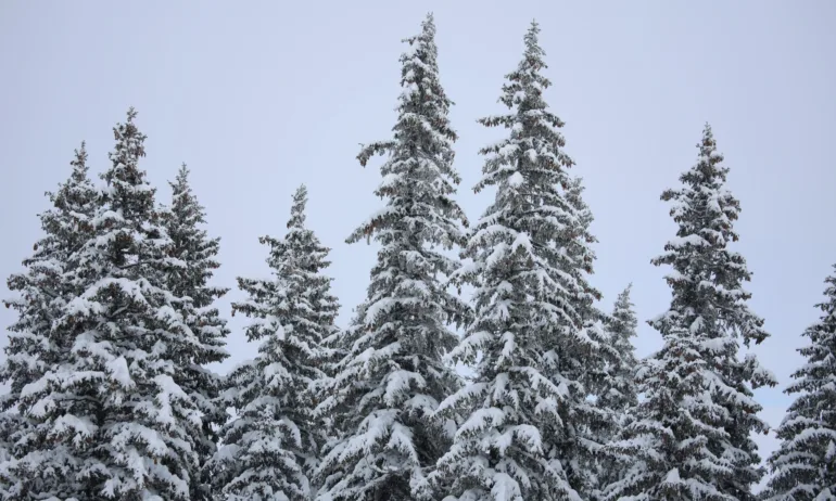 От събота на Витоша с личен автомобил до 10.00 часа, ще има повече автобуси до планината - Tribune.bg