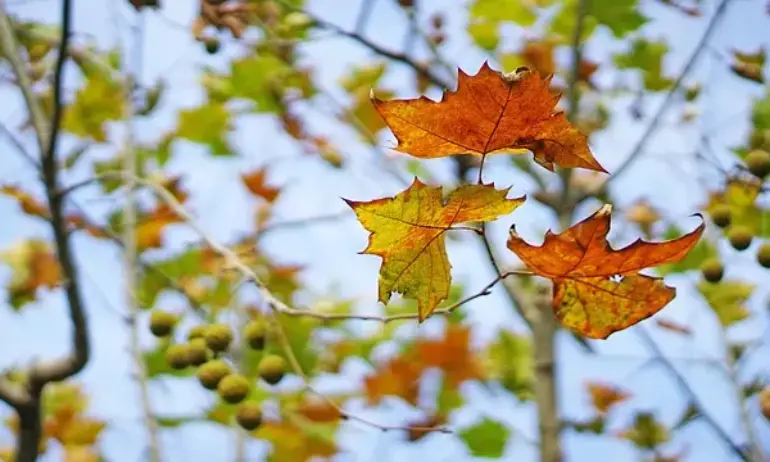 Времето: Топла неделя, но идва застудяване - Tribune.bg