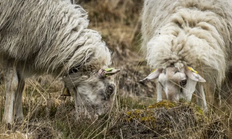 Трима арестувани след опит за злоупотреба с европейски средства от Фонд Земеделие - Tribune.bg