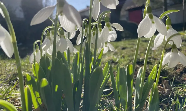 Очаква ни слънчево време с високи температури - Tribune.bg