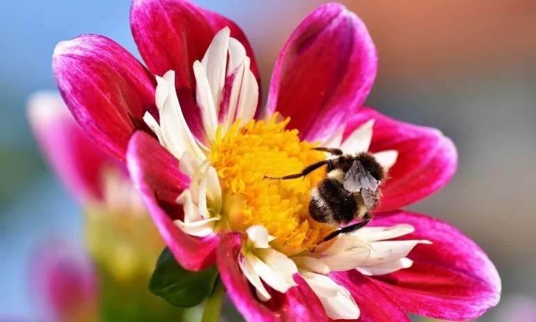 Пчела или муха сте? Открийте каква е вашата визия за живота - Tribune.bg