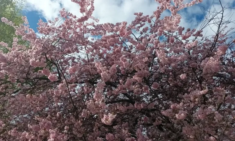 Слънчево и топло ще е времето днес - Tribune.bg