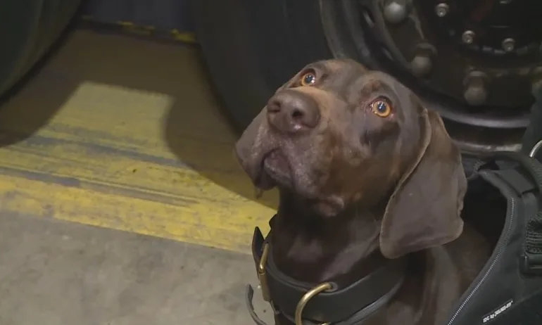 Митничарката Адел откри недекларирана валута за близо 690 000 лева - Tribune.bg