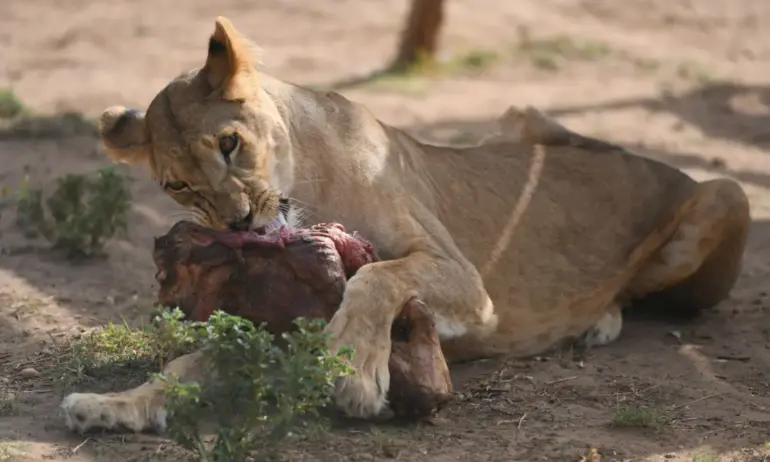 Лъвица вдигна на крак полицията в Берлин - Tribune.bg