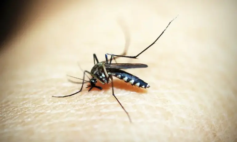 Как да се предпазите от комари - Tribune.bg