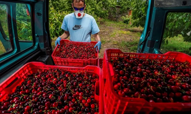 Дори да се включат в селскостопанска работа: безработните запазват социалните си помощи - Tribune.bg