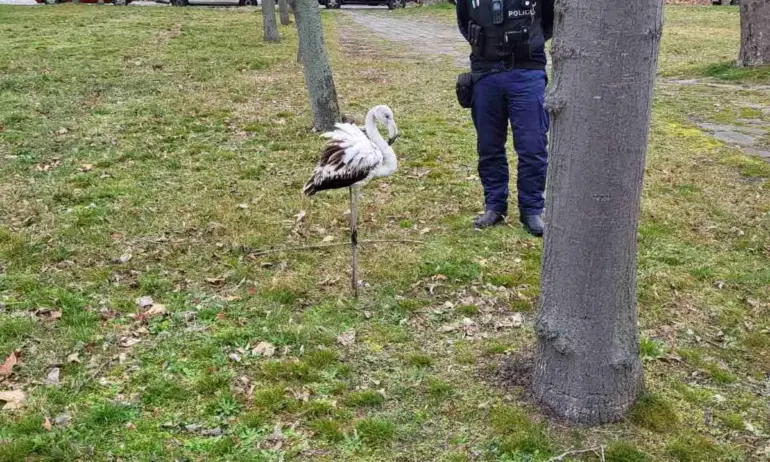 Фламинго се появи пред жилищен блок в Бургас (СНИМКИ) - Tribune.bg