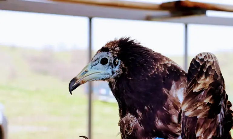 Групата Електрохолд стана закрилник на египетски лешояд - Tribune.bg