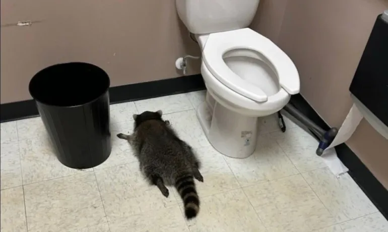 Енот вилня в магазин за алкохол, напи се и припадна в тоалетната - Tribune.bg