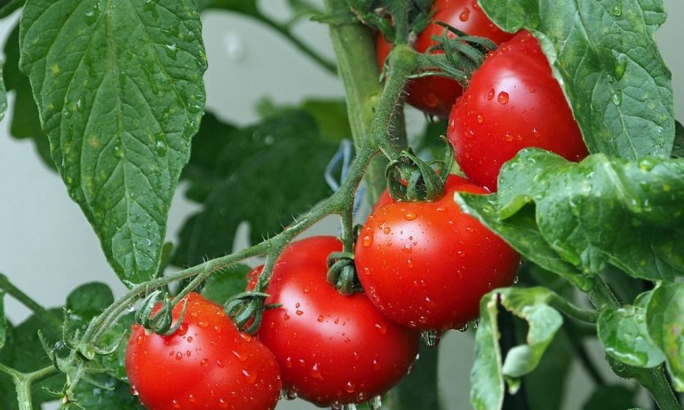 След рекорните цени на краставиците и доматите ще ударят 7-8 лева - Tribune.bg