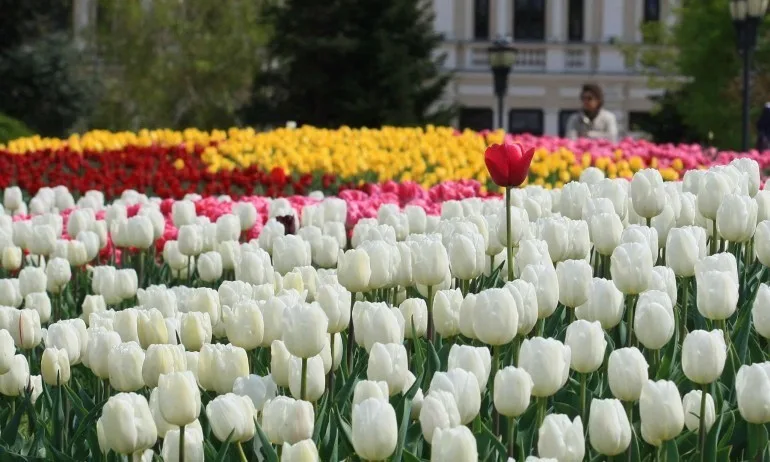 Караянчева, Радев и Нинова с поздрав за Цветница - Tribune.bg