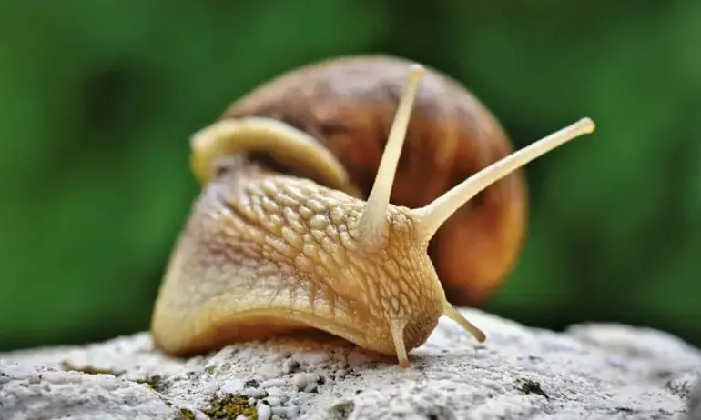 Гигантски охлюв постави американски град под карантина - Tribune.bg