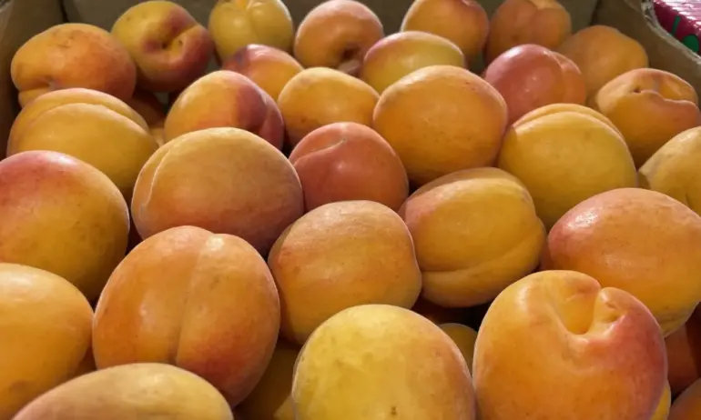 Зеленчуците и плодовете поевтиняват на борсите - Tribune.bg