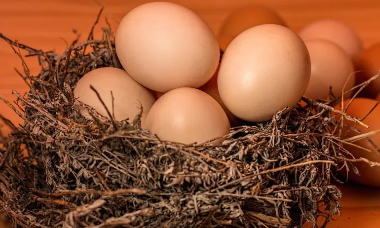 Изненада! Кокошки в Шотландия снасят лечебни яйца - Tribune.bg