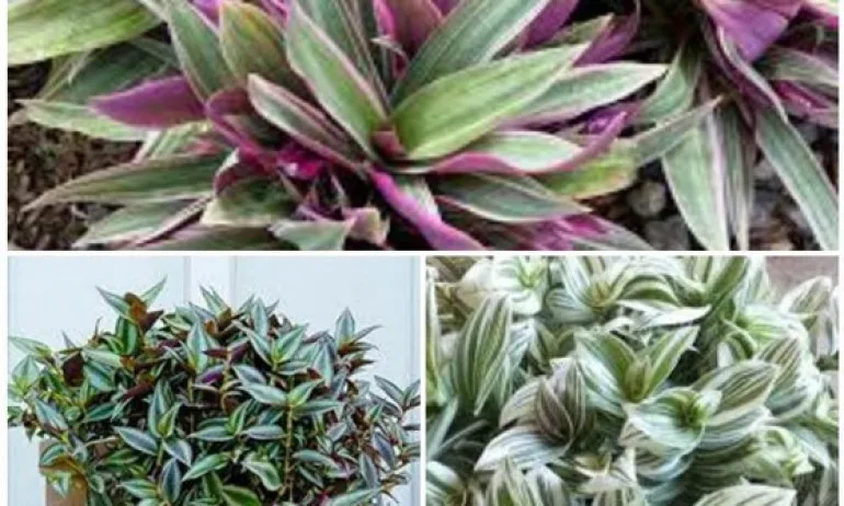 Традесканцията - универсално средство срещу лоши очи - Tribune.bg