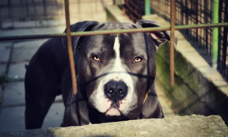 Отново нападение от питбул, разхождан без наморник и каишка - Tribune.bg