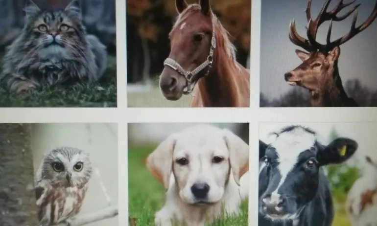 Изберете си животно от картинката и научете нещо ново за себе си (ТЕСТ) - Tribune.bg