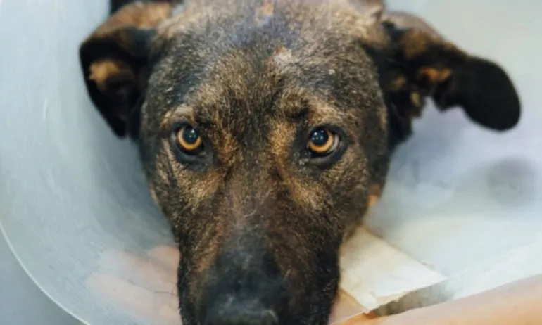 Съдът остави в ареста мъжа, изтезавал кучето Мечо - Tribune.bg