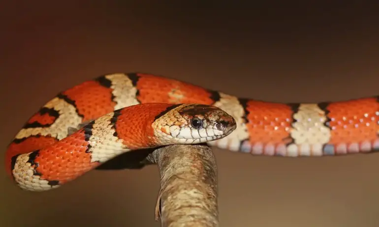 Змия паникьоса пасажери на полет в Тайланд - (ВИДЕО) - Tribune.bg
