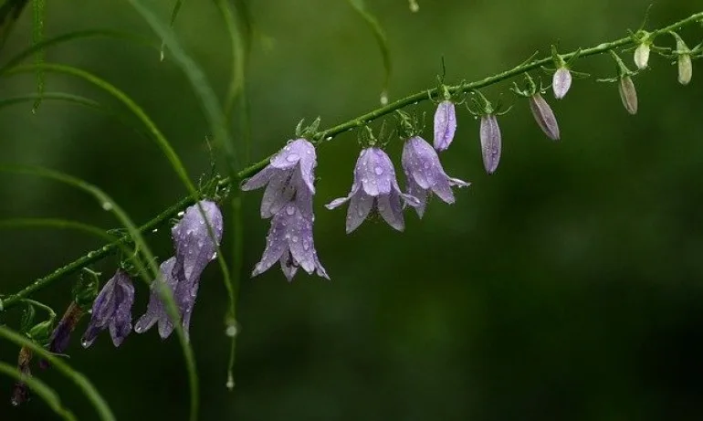 Дъжд и облаци ни очакват днес, слънчево над Черноморието - Tribune.bg