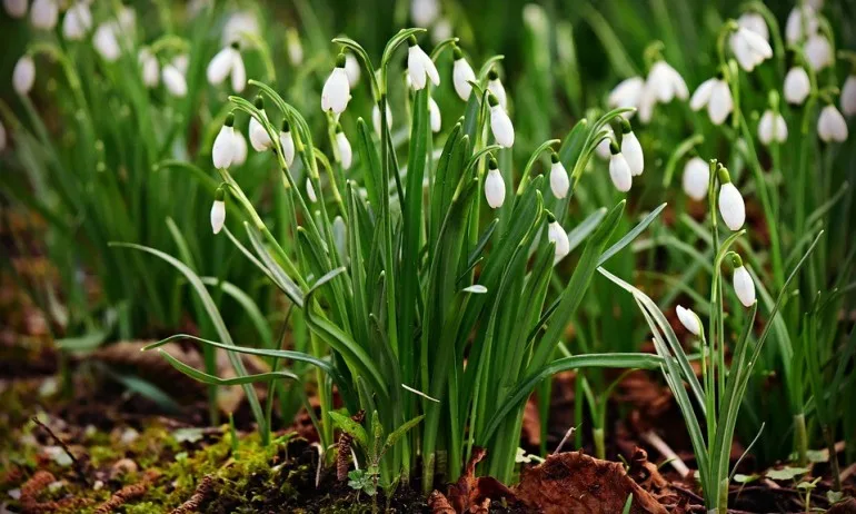 Проверяват търговците за продажба на кокичета и минзухари - Tribune.bg