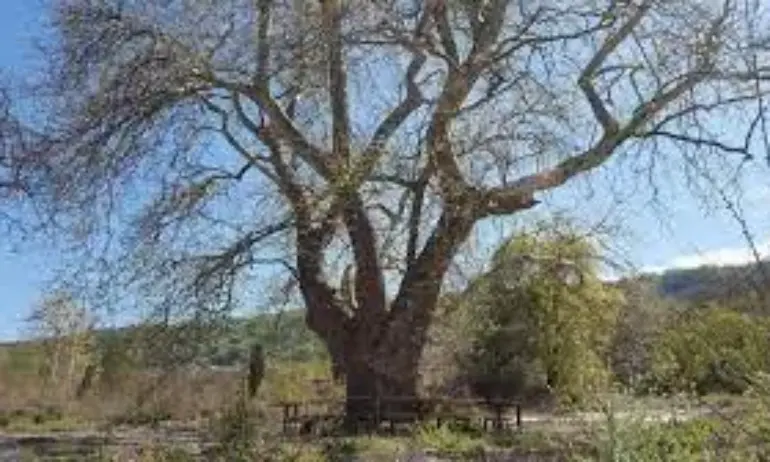 Засаждат 355 дървета в есенната кампания във Варна - Tribune.bg