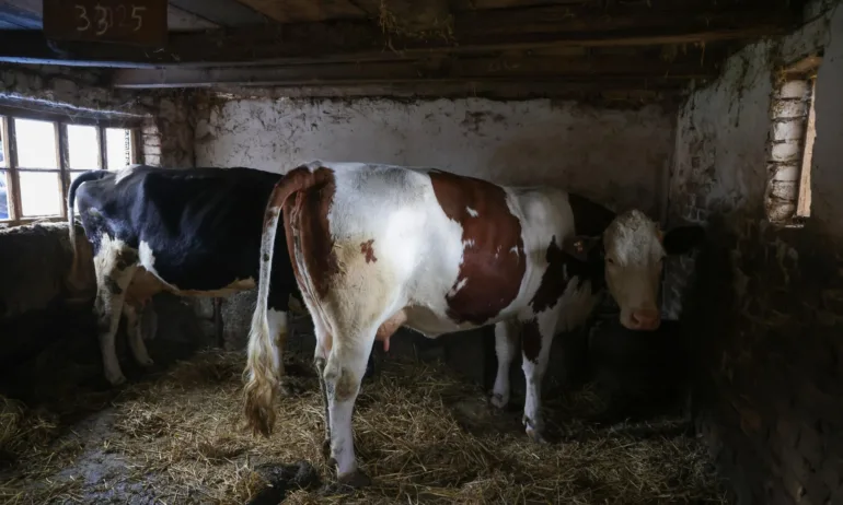 Унгария предполага, че биологична атака може да е източник на огнището на шап в страната - Tribune.bg