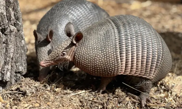 Артър и София - двойка броненосци са най-новите обитатели на зоопарка в Бургас - Tribune.bg