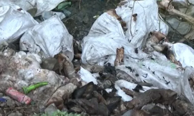 Незаконно сметище от умрели животни до Мездра - Tribune.bg