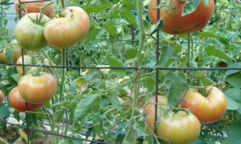 Масовите фалити започнаха: 70% от зеленчуковите оранжерии не работят - Tribune.bg