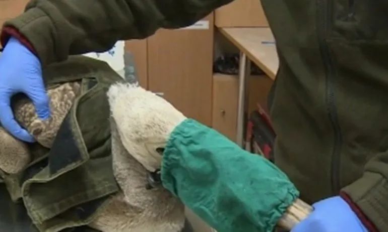 Бракониери простреляха защитен розов пеликан - Tribune.bg