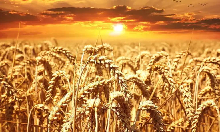 След понижението на цената ФОБ* на хлебната пшеница в Чикаго
