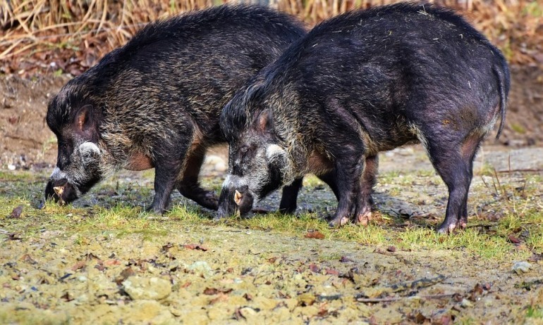 Африканската чума по диви прасета циркулира в Пернишка област. За