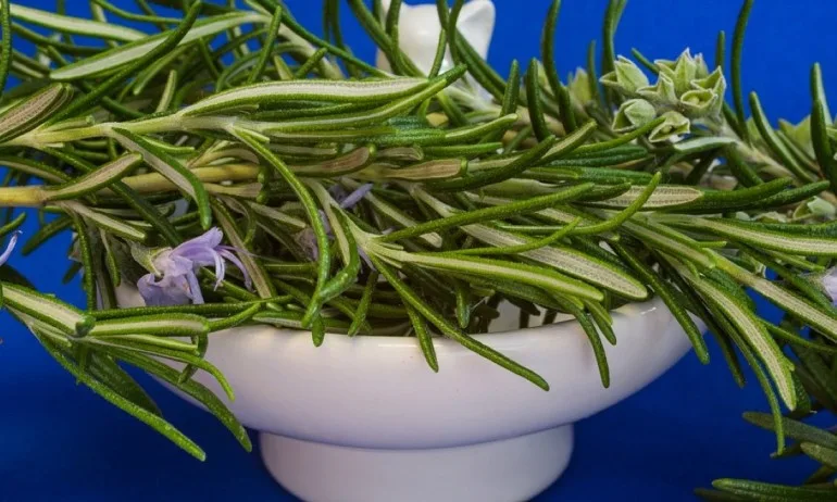 Растения отблъскващи насекомите - Tribune.bg