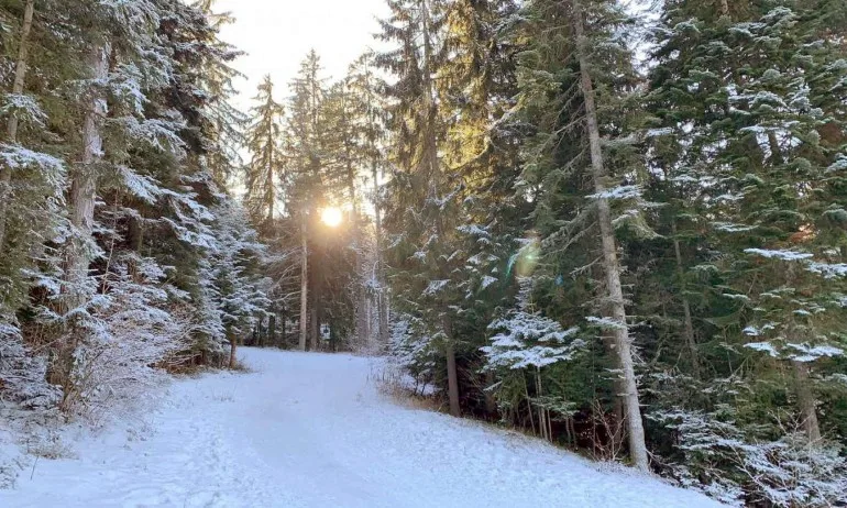 Села в Хасковско и Кърджалийско остават без ток заради снеговете - Tribune.bg