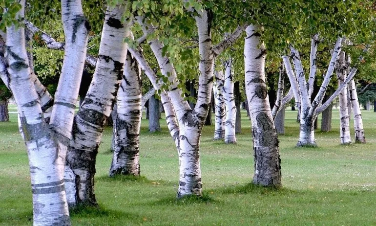 Брезата – Дървото на живота - Tribune.bg