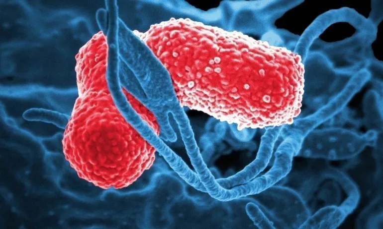 Заради коронавируса английски лайнер е под карантина край бреговете на Япония - Tribune.bg